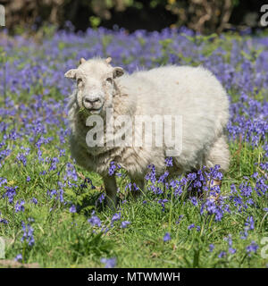 sheep in springtime flowers, bluebells Stock Photo