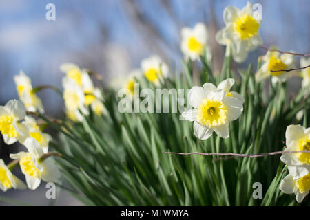 Daffodils showing the first signs of spring in New York City park