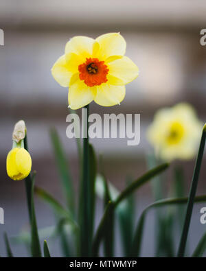 Yellow and Orange Daffodil showing the first sign of Spring in New York City Stock Photo