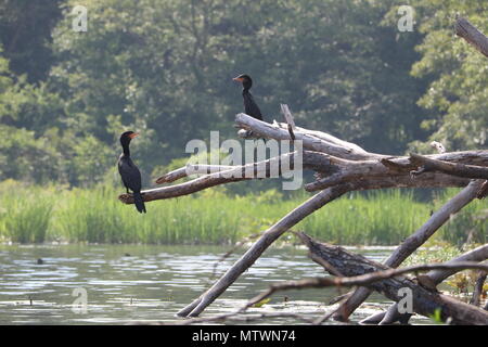 Two cormorants looking at each other while sitting on a dead tree branch Stock Photo