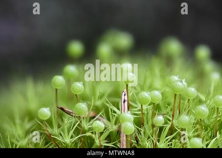 Apple-moss, Bartramia pomiformis, old and new spore capsules Stock Photo
