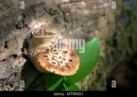 Dryad's saddle, also called pheasant's back mushroom, Polyporus squamosus Stock Photo