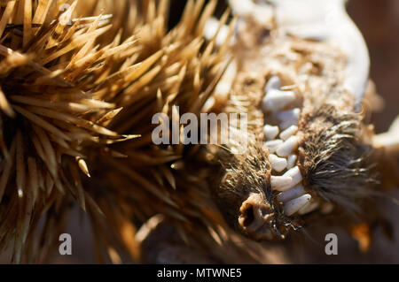 Macro detail of the teeth and spines of a dead north african hedgehog (Atelerix algirus) near Es Cap de Barbaria (Formentera, Balearic Islands, Spain) Stock Photo