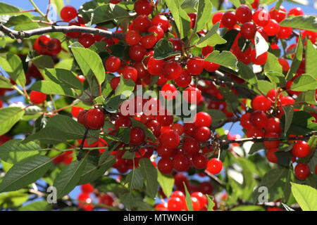 many sour cherries hanging on a tree Stock Photo