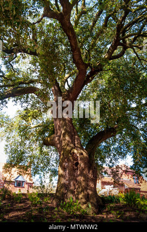 Holm Oak tree, scientific name Quercus ilex. Other names include Evergreen Oak and Holly Oak. Stock Photo