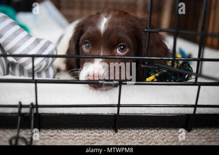 A 8 week old puppy spends its first night at its new home getting used to her crate which will become her safe place in the house. Stock Photo