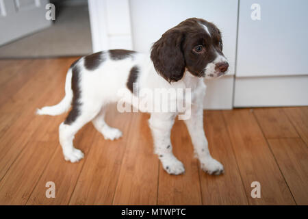 A 8 week old adorable English springer spaniel puppy standing  inside on a wooden floor. Stock Photo