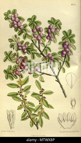 . Myrsine africana, Primulaceae, Myrsinoideae . 1917. M.S. del., J.N.Fitch lith. 434 Myrsine africana 143-8712 Stock Photo