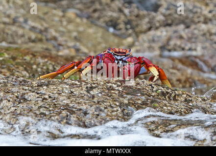 Atlantic Rock Crab (Grapsus adscensionis) adult on rock  Desertas Islands, Madeira, Portugal                 May Stock Photo