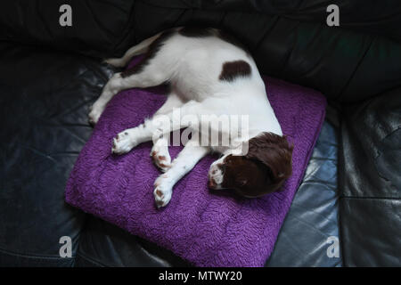 A 10week old English springer spaniel sleeping on a Cushion in  her favourite spot on the couch. Stock Photo