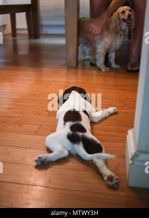 A 10 week old English springer spaniel puppy socialises with an adult dog who is hesitant with the meeting. Stock Photo