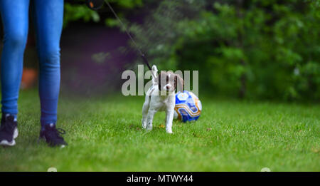 A 8 week English springer spaniel puppy practicing walking on the lead in the garden. Close up of the puppy and just its owners legs. Stock Photo