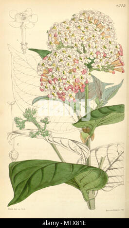 . Rogiera amoena . 1851. Hooker 528 Rondeletia amoena Bot. Mag. 77. 4579. 1851 Stock Photo