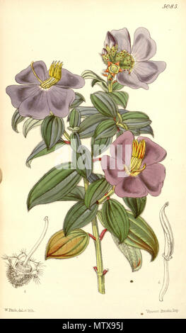 . Osbeckia aspera, Melastomataceae . 1858. Fitch, del. et lith. 458 Osbeckia aspera 84-5085 Stock Photo