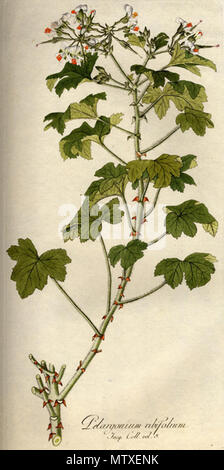 . English: Pelargonium ribifolium . 29 October 2011. Nicolao Josepho Jacquin 475 Pelargonium ribifolium B538 Stock Photo