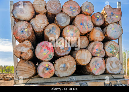 Baraga, Michigan - Logs on a truck at the Besse Forest Products log yard in Michigan's upper peninsula. Stock Photo