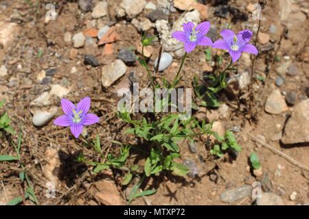 violet flowers of Campanula ramosissima in Greece Stock Photo