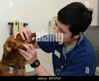U S Army Capt Emily Stuebing Fort Eustis Veterinary Clinic