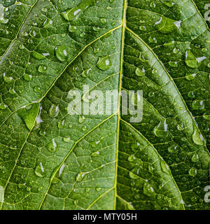 freshness concept - water drops on green leaf Stock Photo
