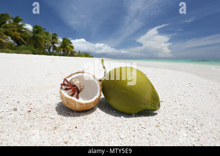 Strawberry hermit crab and coconuts on pristine white sandy beach, Christmas Island, Kiribati Stock Photo