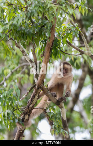 Adult white-faced capuchin, Cebus capucinus, Puerto Miguel, Loreto, Peru Stock Photo