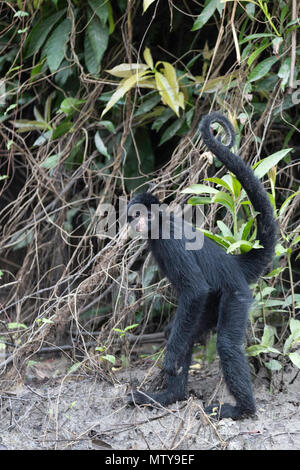 Adult Black-headed spider monkey, Ateles spp, San Miguel Caño, Loreto, Peru Stock Photo