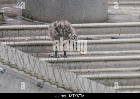 Forty Lane, Wembley Park, UK. 31st May 2018. Recently hatched Common Gull (Seagull) chick find a chicken bone for breakfast on urban supermarket roof.  1 of the 3 hungry Larus canus chicks heads out their nest in search of breakfast. Credit: amanda rose/Alamy Live News Stock Photo