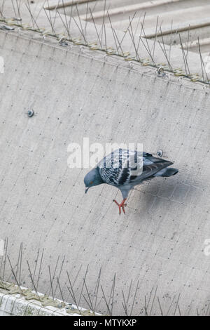 Forty Lane, Wembley Park, UK. 31st May 2018. Pigeon seems unperturbed by the netting and spikes intended as a deterrent.Credit: amanda rose/Alamy Live News Stock Photo