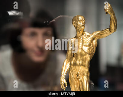 31 May 2018, Germany, Berlin: A curator of the state museums examining the bronze sculpture 'muscle man' at the 'Fleisch' (lit. meat) exhibition in the Altes Museum (old museum) in Berlin. The exhibition is from the 01 June to the 31 August. Photo: Soeren Stache/dpa Stock Photo