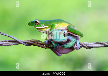 White-lipped tree frog and dumpy frog on top of each other on a branch Stock Photo