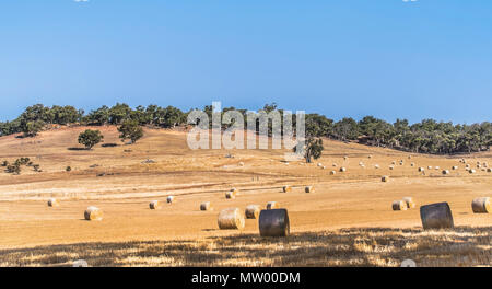 Hay bales in a field, Western Australia, Australia Stock Photo