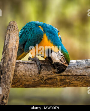 Blue-and-Gold Macaw (Ara ararauna), Western Australia, Australia Stock Photo