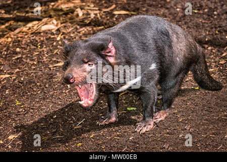 Tasmanian Devil (Sarcophilus harrisii) growling Stock Photo