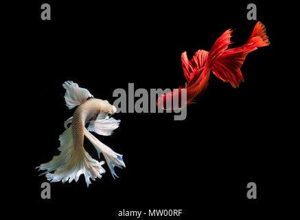 Two Betta fish swimming, Batam, Kepulauan Riau, Indonesia Stock Photo