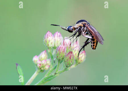 Mosquito on a flower Stock Photo