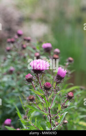 Aster novae-angliae Barr's Pink flowers. Stock Photo