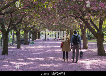 A Carpet Of Cherry Blossoms Covers The Ground In The Cherry