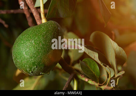 Organic avocado fruit close-up ready to harvest Stock Photo