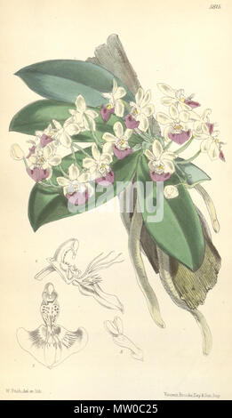 . Illustration of Phalaenopsis parishii . 1870. Walter Hood Fitch (1817-1892) del. et lith. Description by Joseph Dalton Hooker (1817—1911) 479 Phalaenopsis parishii - Curtis' 96 (Ser. 3 no. 26) pl. 5815 (1870) Stock Photo