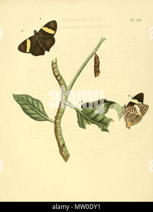. Illustration of: Colobura dirce (as syn. Papilio dirceoides) This spec. is also depicted in plate 145 as Papilio dirce) . 1852. Jan Sepp (1778 - 1853) 552 Sepp-Surinaamsche vlinders - pl 149 plate Colobura dirce Stock Photo