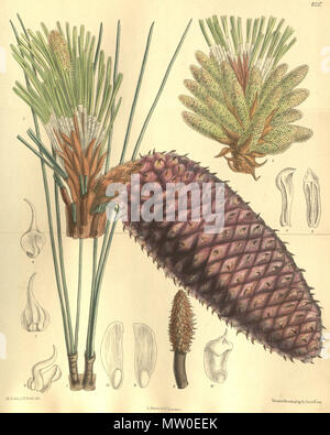 . Pinus jeffreyi, Pinaceae . 1909. M.S. del., J.N.Fitch lith. 485 Pinus jeffreyi 135-8257 Stock Photo