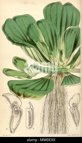 . English: Pistia stratiotes botanical drawing . 1851. W. Fitch (d. 1892) 485 Pistia stratiotes CBM Stock Photo