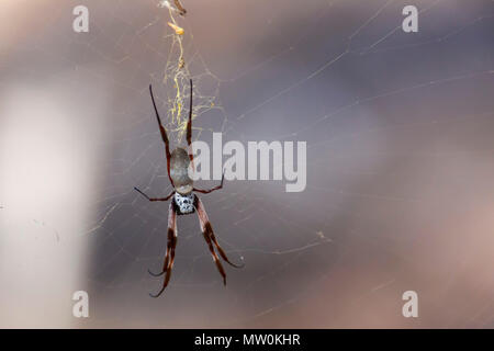 Golden Orb-weaving Spider (Nephila edulis) Stock Photo