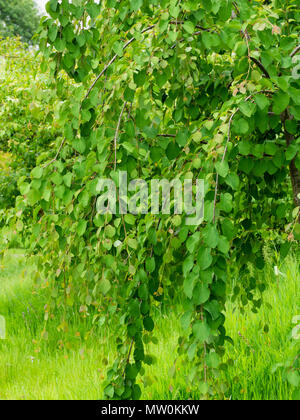 Young plant of the weeping form of the Katsura tree, Cercidiphyllum japonicum 'Amazing Grace' Stock Photo