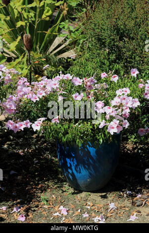 Pandorea jasminoides or known as  bower of beauty, bower vine or bower plant Stock Photo