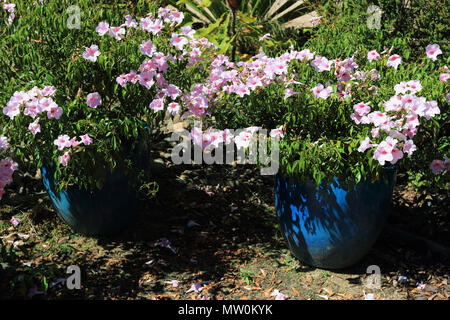 Pandorea jasminoides or known as  bower of beauty, bower vine or bower plant Stock Photo