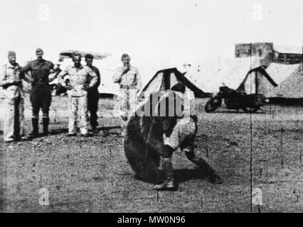 . English: Troops of the Polish 22 Transport Artillery Company (Army Service Corps, 2nd Polish Corps) watch as one of their comrades play wrestles with Wojtek (Voytek) their mascot bear during their service in the Middle East. 23 March 2013, 12:36:36. Unknown 490 Polish 22 Transport Artillery Company watch as one of their comrades play wrestles with Wojtek their mascot bear during their service in the Middle East. Stock Photo