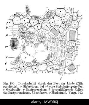 . Querschnitt durch Bast von Tilia cordata. v = Siebröhre, v* = Siebplatte in einer Röhre, c = Geleitzelle, p = Bastparenchym, k = kristallführende Zelle, l = Bastfasern, r = Markstrahl. 1900. E. Strasburger 577 Strasburger Bast Querschnitt Stock Photo