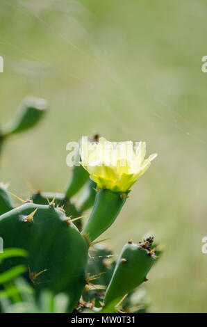 Closeup macro of little yellow cactus flower with soft bokeh in green nature. Stock Photo