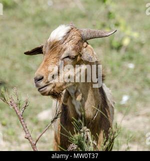 Square frontal portrait of young goat eating on bush in arid surrounding. Stock Photo